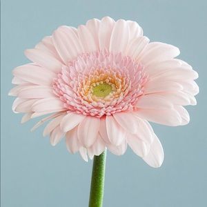 Meet your Posher, Leslie